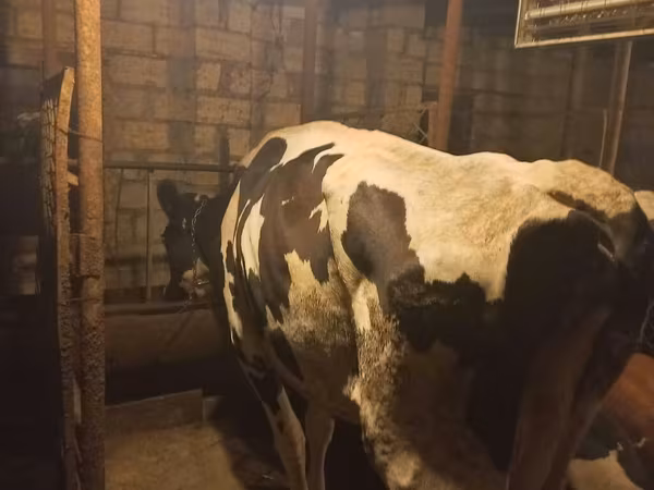 Vacă, Rasa Holstein