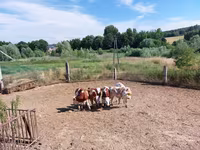 황소, Simmental cattle — 사진 4