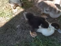 Muscovy Domestik — foto 1