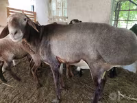 قوچ, Hissar sheep — عکس 1