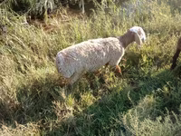 قوچ, Arashan sheep — عکس 4