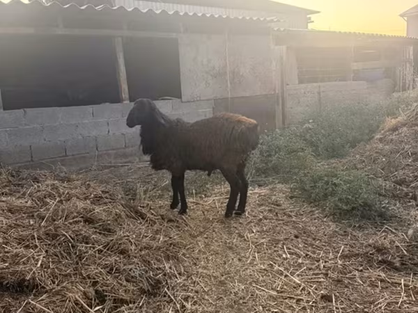 Sheep, Sheep — Kyrgyzstan