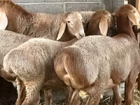 Вівця, Arashan sheep — фото 4