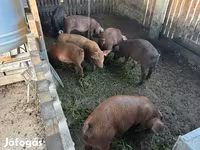 หมูป่าตัวผู้, Мангалица — รูปภาพ 1