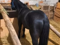 Faras, Horses — sawirka 1