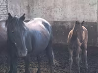 Koń, Kazakh horse — zdjęcie 2