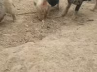 Prasnice, Prasata — foto 2
