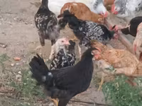 Chickens — foto 3