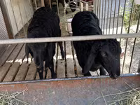 Schafe (Partie, Geschlecht nicht angegeben), Arashan sheep — Foto 3