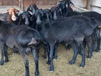 የጎትት አውራ በግ, Sheep — ፎቶ 2