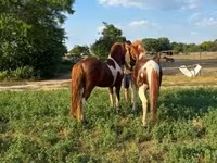 Cavallo, Cavalli — foto 4