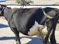 ላም, Holstein breed — ፎቶ 8