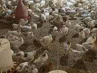 Chickens — foto 4
