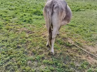 सांड, मवेशी — फ़ोटो 4