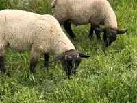Beran, White Suffolk sheep — foto 3