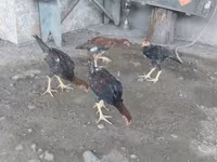 Chickens — fotografija 5