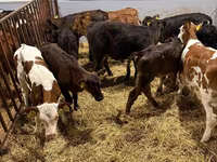 Lo’, Simmental cattle — sawirka 2