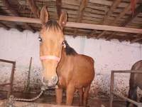 Aygır, Manipuri pony — foto 1