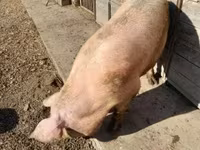 Doofaar dhaddig, Pigs — sawirka 4