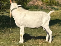 Caprone, Saanen goat — foto 2