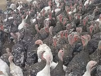 Turkeys — 照片 2