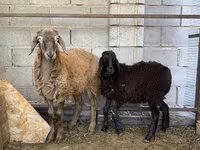 雄羊, Small-tailed Han sheep — 写真 2
