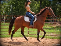 Cavalla, Standardbred — foto 1