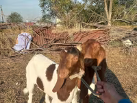 Ешкі, Kamori goats — 4-сурет