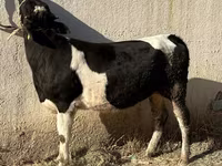 گاو ماده, Russian Black pied cattle — عکس 1