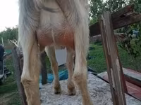 Goat, Goats — photo 2
