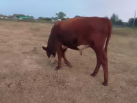Bovini (lotto, sesso non specificato), Bovini — foto 1