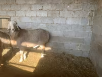 Ido, Sheep — sawirka 4