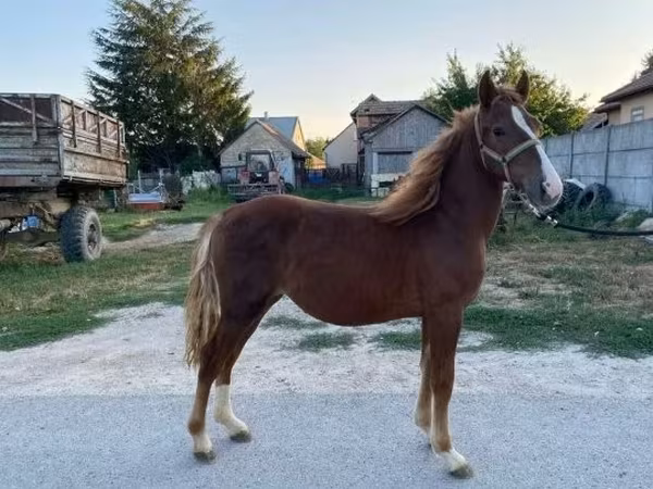 Mare, Horses — Hungary