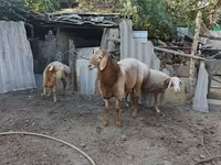 แกะตัวผู้, Arashan sheep — รูปภาพ 1