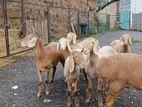 Får, Arashan sheep — foto 7