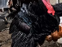 Turkeys — zdjęcie 1