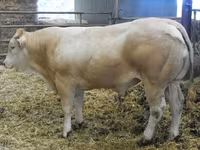 Bull, Blonde d’Aquitane cattle — photo 2