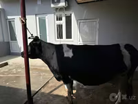 Mucca, Bovini — foto 5