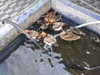 Ducks — 1-rasm