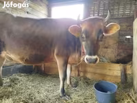 Vaca, Raça Jersey — foto 2