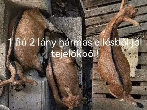 Goat, Goats — Hungary