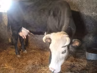 Krava, Simmental cattle — foto 5