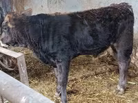 Bulle, Aberdeen-Angus — Foto 1