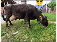 Ko, Swiss cattle — foto 1