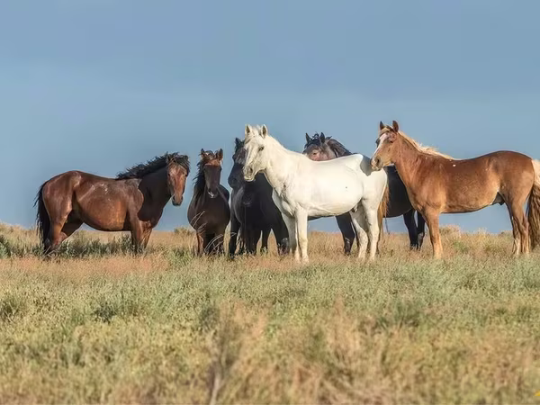 Konji (partija, pol nije naveden), Horse breed — Казахстан