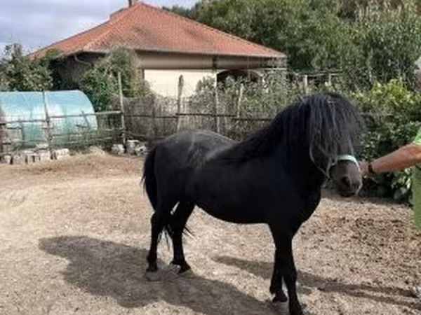 Kuda jantan, Welsh Cob