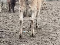 بز ماده, Saanen goat — عکس 4