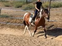 ঘোটকী, Pinto horses — ছবি 3