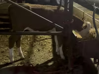 Touro, Simmental cattle — foto 2