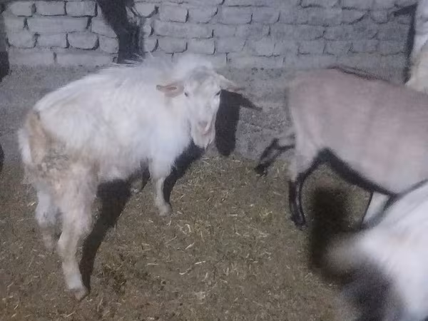 Τράγος, Saanen goat